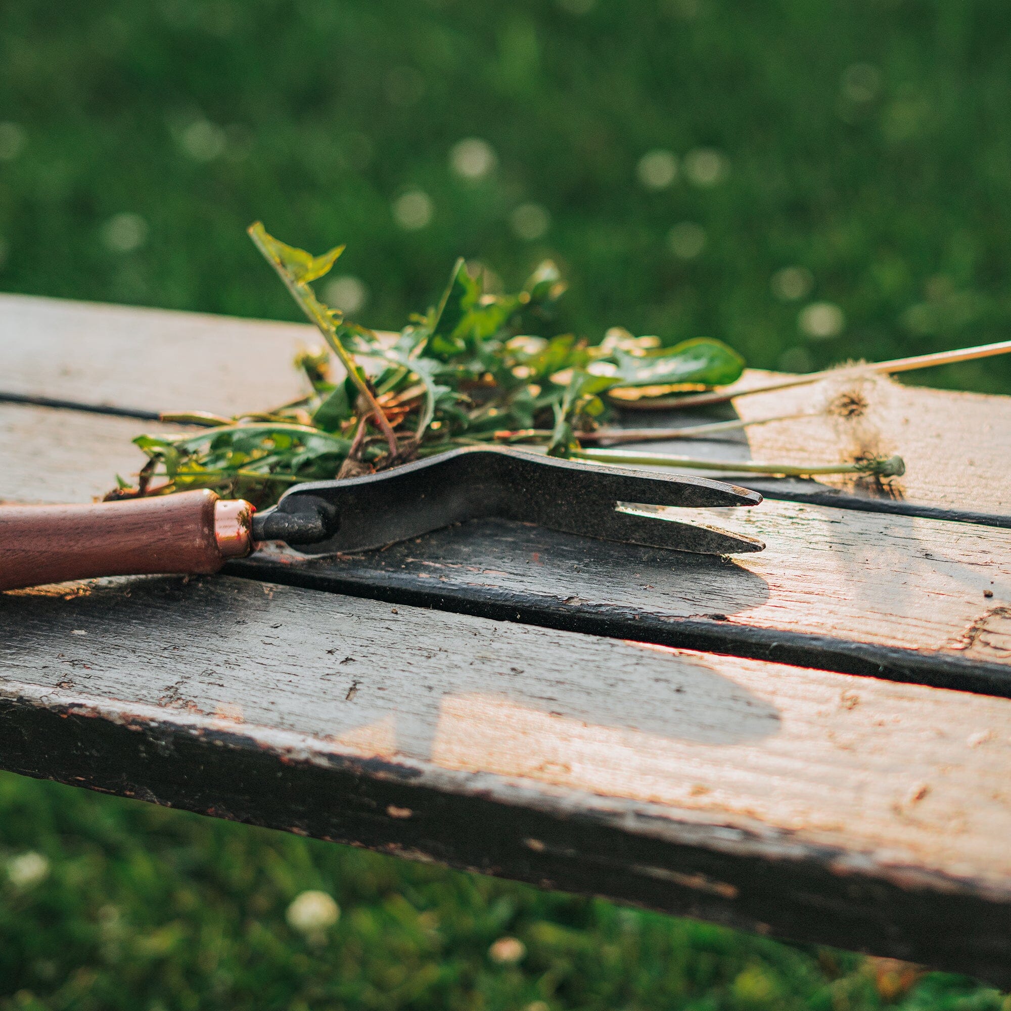 dandelion-weeding-fork-08-08-GDN-093_DandelionWeedingFork_WalnutBlack_PDP_05 Dandelion Weeding Fork
